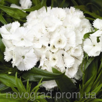 Гвоздика бородата Barbarini F1 White, 100 шт, Syngenta