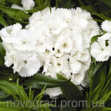Гвоздика бородата Barbarini F1 White, 25 шт, Syngenta