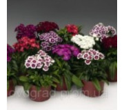 Гвоздика бородата - Dianthus barbatus
