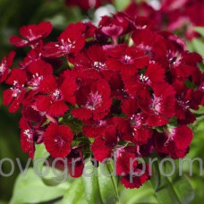 Гвоздика бородата Barbarini F1 Red, 25 шт, Syngenta