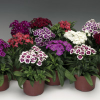 Гвоздика бородата Barbarini F1 Form Mix, 100 шт, Syngenta