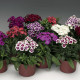 Гвоздика бородата Barbarini F1 Form Mix, 100 шт, Syngenta