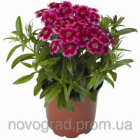 Гвоздика бород Barbarini F1 Redrose Bicolor, 500 шт, Syngenta