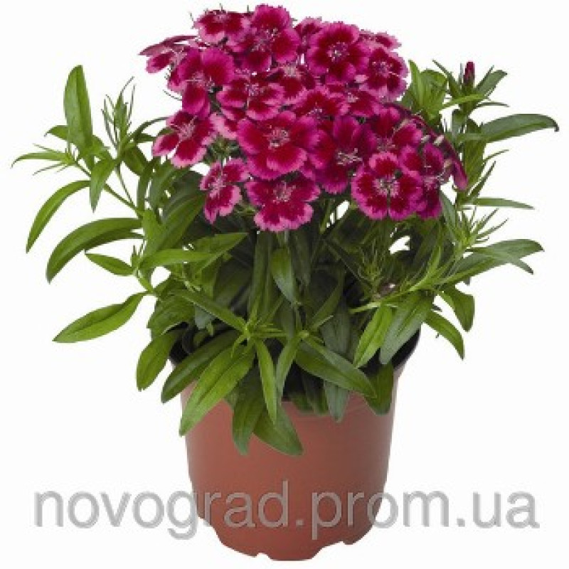 Гвоздика бород Barbarini F1 Redrose Bicolor, 100 шт, Syngenta