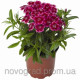 Гвоздика бород Barbarini F1 Redrose Bicolor, 100 шт, Syngenta