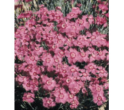 Гвоздика гренобльська - Dianthus gratianopolitanus