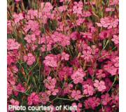 Гвоздика трав'янка - Dianthus deltoides