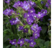Хеноринум  - Chaenorhinum