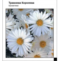 Хризантема Майская Королева