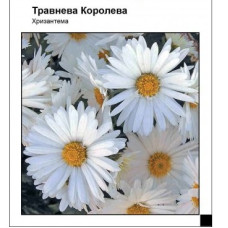 Хризантема Майская Королева