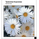 Хризантема Майская Королева