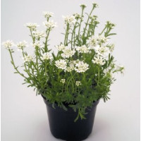 Іберіс вічнозелений Snow Flurries, 250 шт, Benary