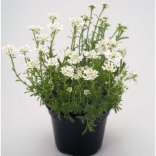 Іберіс вічнозелений Snow Flurries, 50 шт, Benary