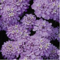 Иберис зонтичный CANDY CANE LILAC