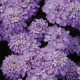 Иберис зонтичный CANDY CANE LILAC
