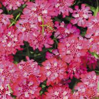 Иберис зонтичный CANDY CANE RED, IBERIS umbellata