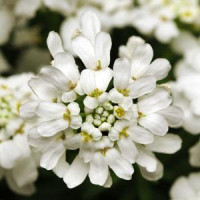 Іберіс вічнозелений WHITEOUT, 10 шт, Kieft Seed