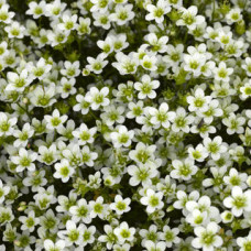 Камнеломка Highlander White