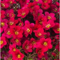 Ломикамінь Lofty Dark Rose Shades, 50 шт, Syngenta