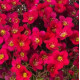 Ломикамінь Lofty Dark Rose Shades, 250 шт, Syngenta