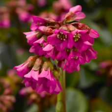 Бадан толстол Shoeshine Darkleaved Rose 