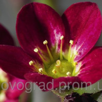 Ломикамінь Highlander Red, 1000 шт, Syngenta