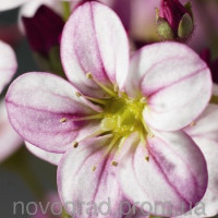 Ломикамінь Highlander Rose Shades, 10 шт, Syngenta
