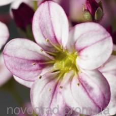 Ломикамінь Highlander Rose Shades, 1000 шт, Syngenta