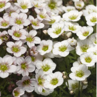 Ломикамінь Lofty White Blush, 50 шт, Syngenta
