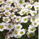 Ломикамінь Lofty White Blush, 250 шт, Syngenta