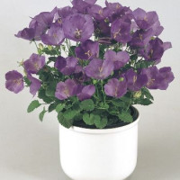  Дзвіночок карпат, Pearl®: Deep Blue, 1000 шт, Benary