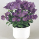 Дзвіночок карпат, Pearl®: Deep Blue, 500 шт, Benary