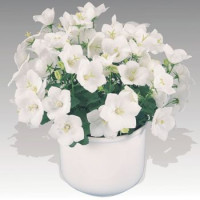 Дзвіночок карпат, Pearl®: White, 100 шт, Benary