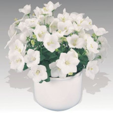 Дзвіночок карпат, Pearl®: White, 25 шт, Benary