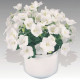 Дзвіночок карпат, Pearl®: White, 25 шт, Benary