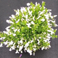 Дзвіночок Clockwise™ White Blush, 1000 шт, Syngenta 