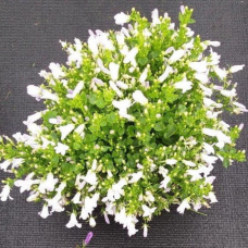 Дзвіночок Clockwise™ White Blush, 100 шт, Syngenta 