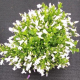 Дзвіночок Clockwise™ White Blush, 1000 шт, Syngenta