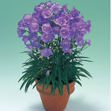  Дзвіночок персиколистний Takion F1 Blue, 50 шт, Takii Seed
