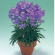 Дзвіночок персиколистний Takion F1 Blue, 1000 шт, Takii Seed