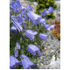 Дзвіночок спірал, Swinging Bells Blue, 100 шт, Syngenta