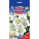 Дзвіночок Альпійський сніг, 0,15 г, GL SEEDS