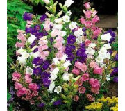 Дзвіночок  - Campanula