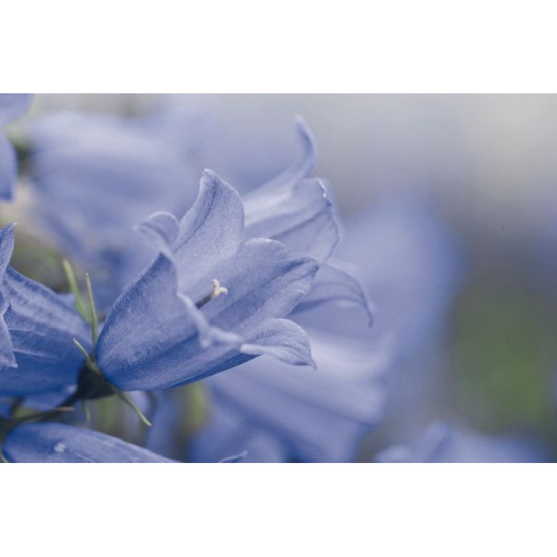 Колокольчик спирал, Alpine Breeze Blue
