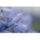 Колокольчик спирал, Alpine Breeze Blue