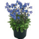 Колокольчик спирал, Alpine Breeze Blue