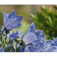 Колокольчик спирал, Alpine Breeze Blue