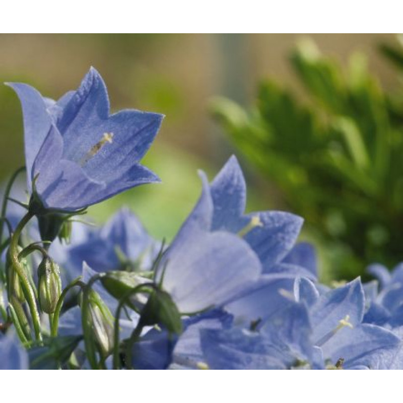 Колокольчик спирал, Alpine Breeze Blue