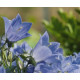Колокольчик спирал, Alpine Breeze Blue