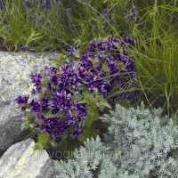 Колокольчик скучен, Bellefleur™ Blue